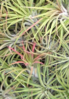 Annaturra