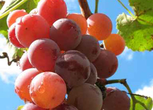 fruitvigne.jpg