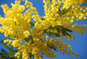 mimosa.jpg