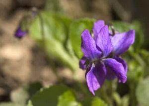 violette.jpg