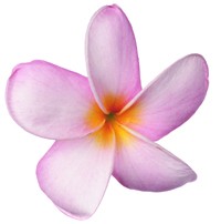 LOGOFLEUR.jpg