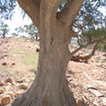arbre.jpg
